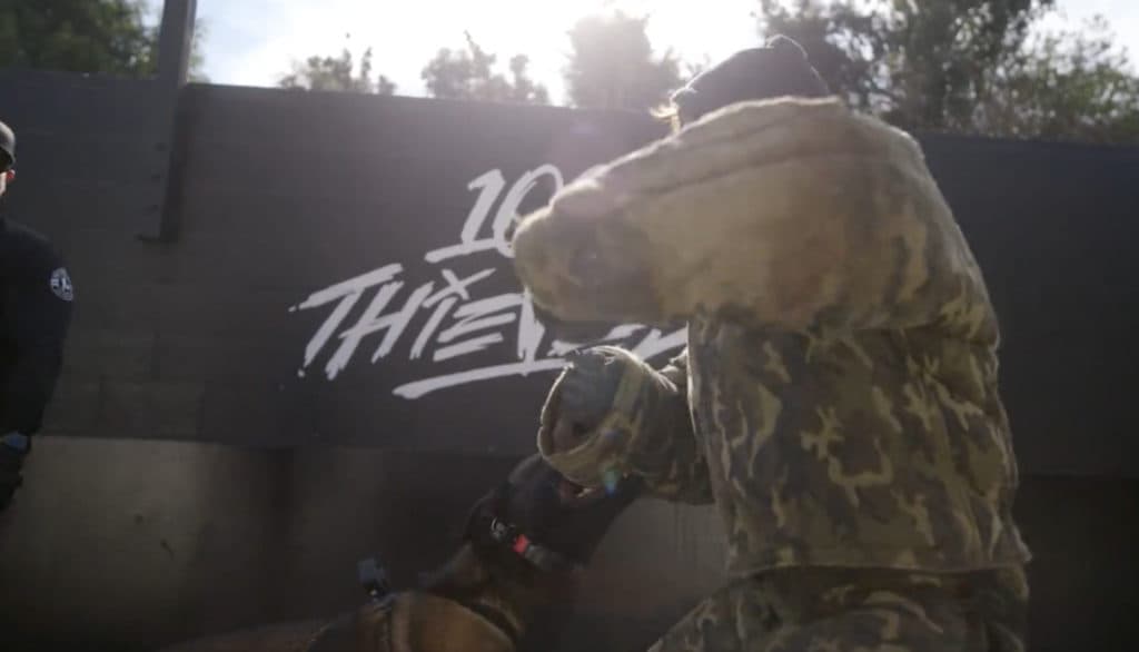 100 Thieves content creator Will Neff getting mauled by Pablo. Image via screenshot from 100 Thieves video.